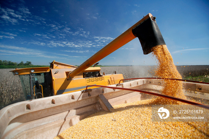 Corn Harvest