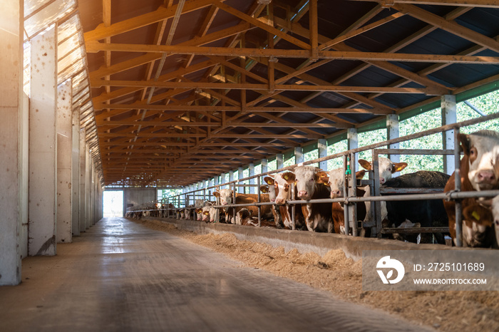 奶牛场的照片。奶牛排成一排站在谷仓里。