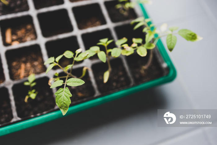 tomato seedlings growing in small greenhuose tray