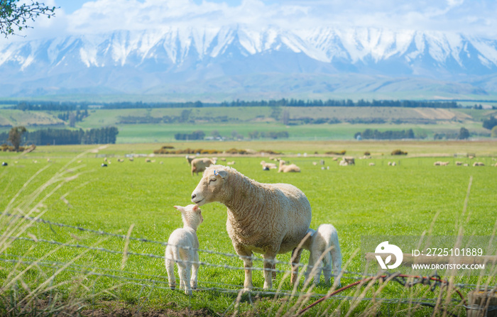 新西兰南岛的养羊业。