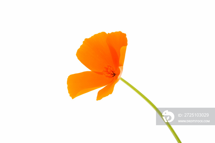 orange poppy flower