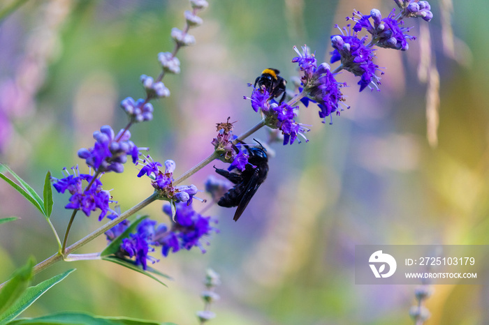 Xylocopa violacea，一种长在仙人掌花上的紫色木匠蜜蜂，也被称为Vitex，