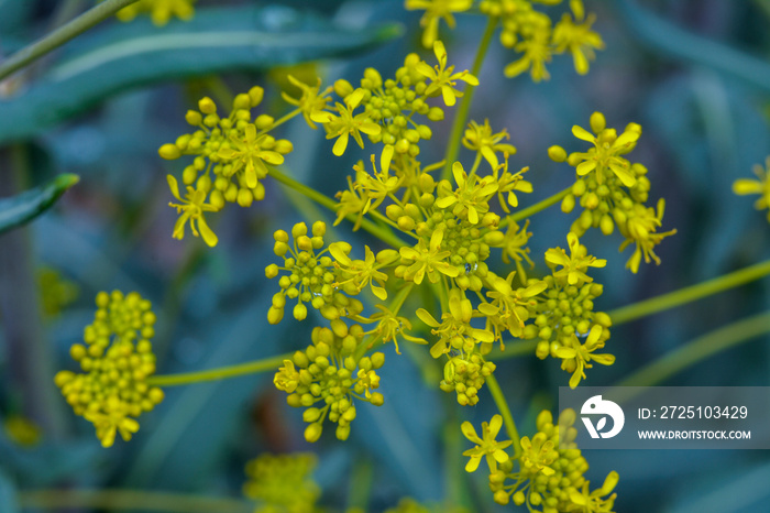 花中的woad（Isatis tinctoria），也称为染料woad或glastum。