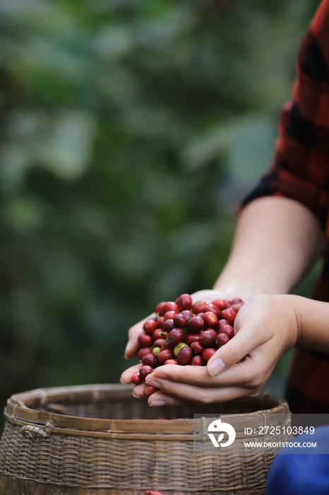 咖啡豆田间种植园在农场手工采摘。收获罗布斯塔和阿拉伯咖啡浆果
