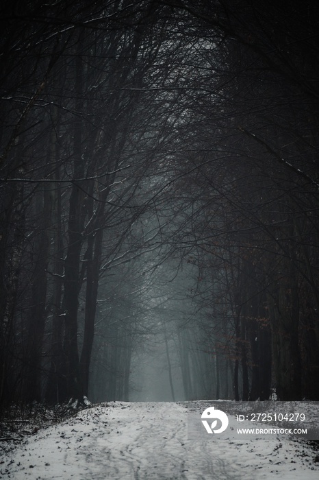 Dark snowy forest in winter