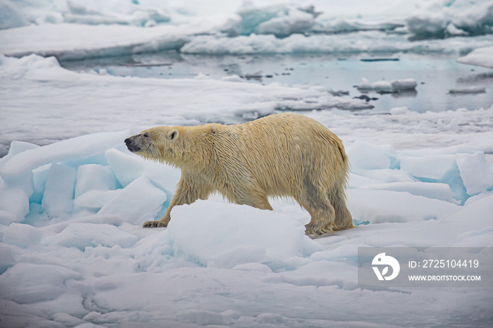 Polar Bear walks through large chunks of ice and snow near Norway
