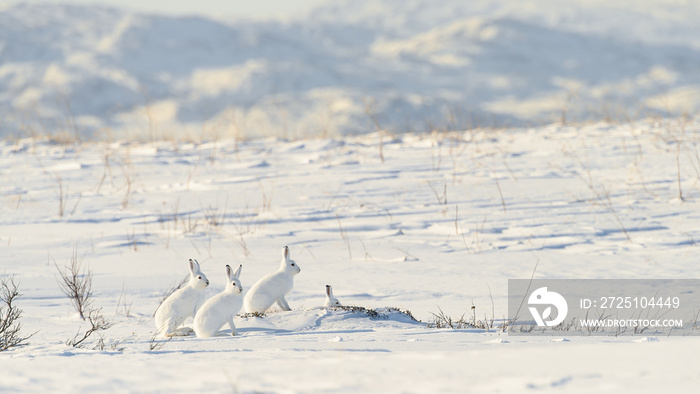 Mountain hare (Lepus timidus) with white fur in snowy landscape, Vardø, Norway