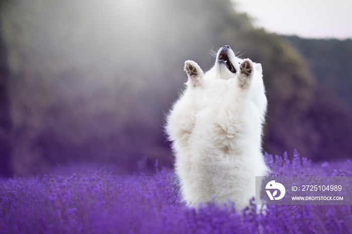 紫色薰衣草地里快乐的萨摩耶犬