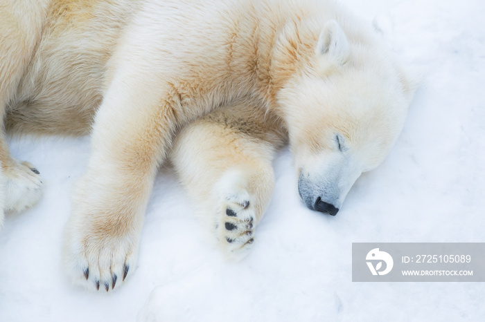 有趣的北极熊。北极熊睡着了。睡着的白熊
