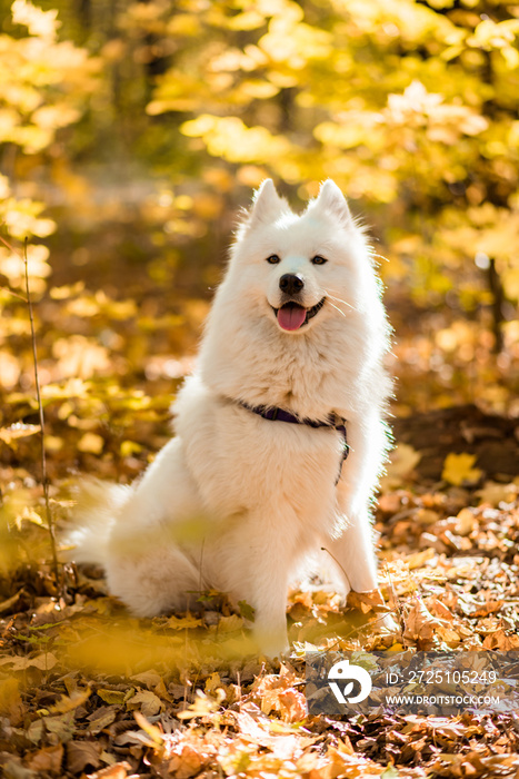 white husky dog portrait