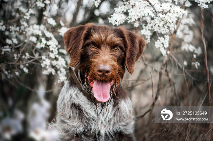 德拉塔猎犬美丽的肖像在森林春天与狗散步