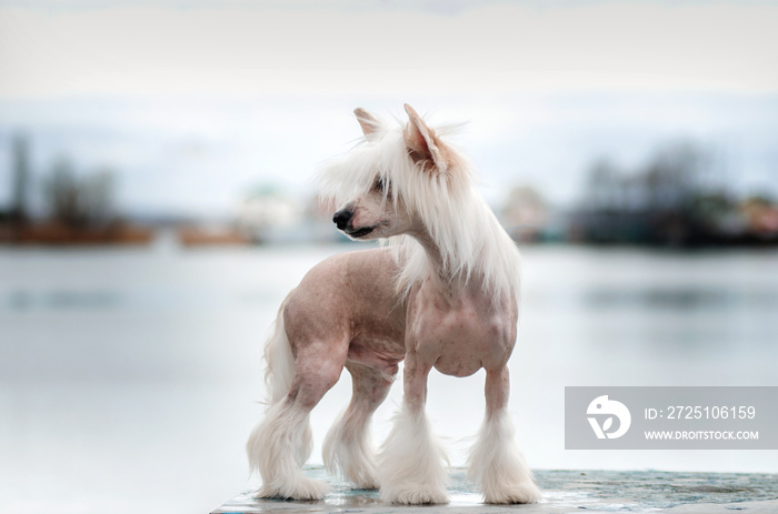 portrait of chinese crested dog on a beautiful spring background