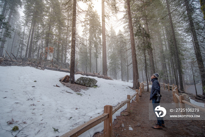 Asian man tourist and photographer walking in the forest while snowing in in Mariposa Grove, located