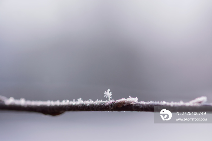 Frost Crystal On Branch