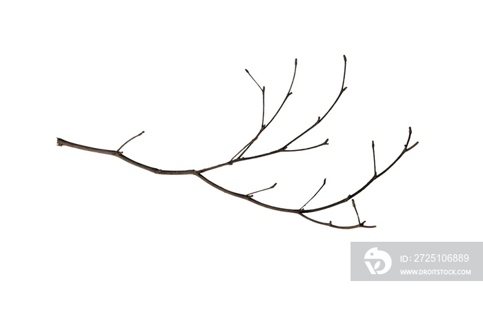 dry branch isolated on white with clipping path