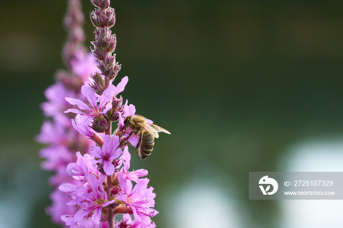 Bee collects honey from a purple loosestrife