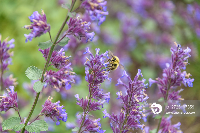 Honey bee pollinating blooming purple catmint, purple and green garden