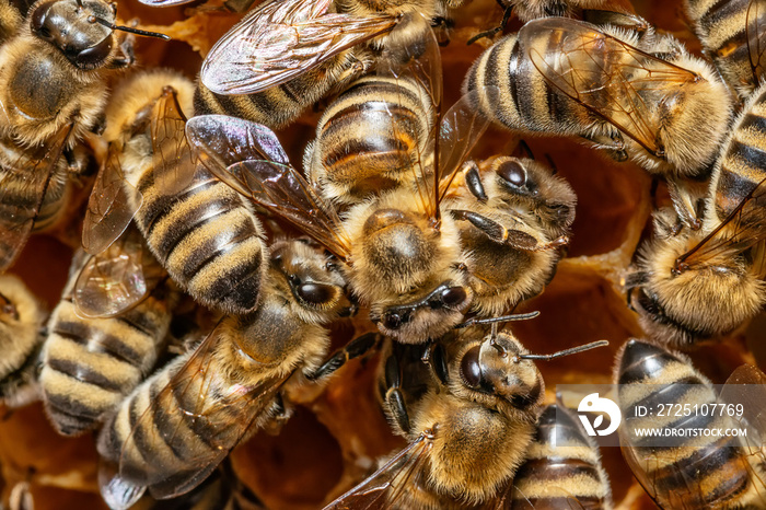 一群蜜蜂在蜂巢里的蜂巢上