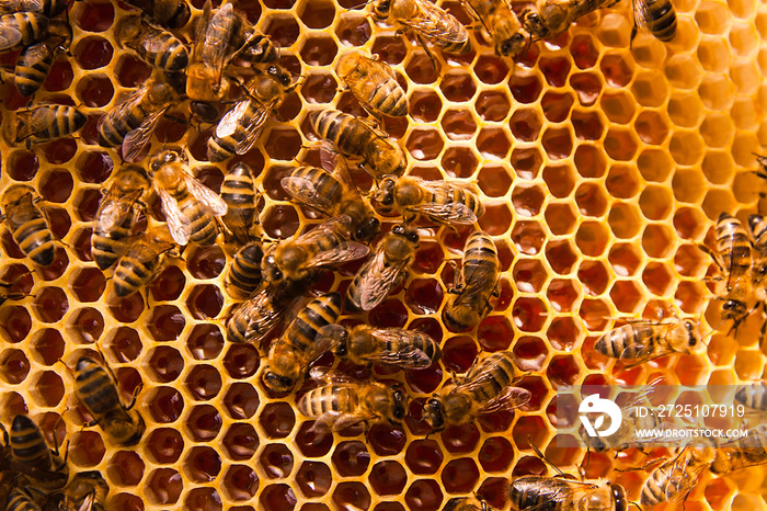 Working bees on the yellow honeycomb with sweet honey.