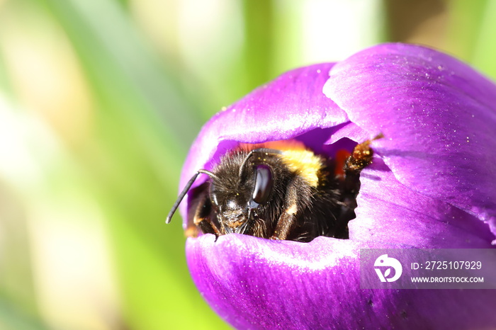 Sleepy bumblebee waking up from a crocus