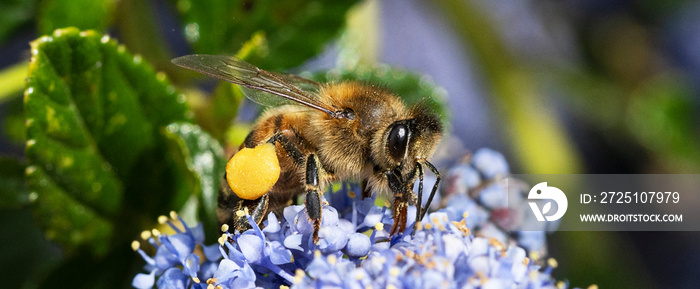 honey bee collecting pollen