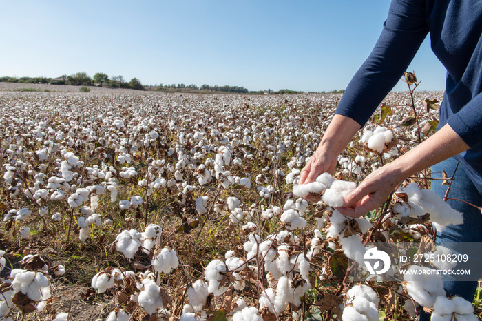 Persona cosechando algodón en un campo