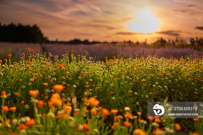 Lavender field at sunset