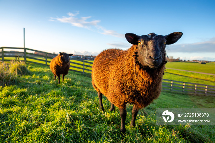 两只好奇的棕色绵羊在南荷兰Hellegatspolder的堤坝上的草地上。这个圩是