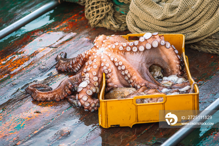 Freshly just caught big octopus in a plastic crate on a fishing wooden boat with nets ready to be so