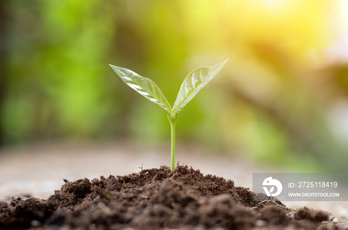 Small trees growing on a pile of soil with blurred background nature and sunlight, nature conservati