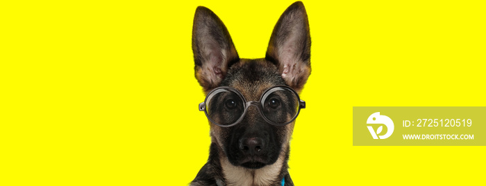 adorable german shepherd dog wearing glasses