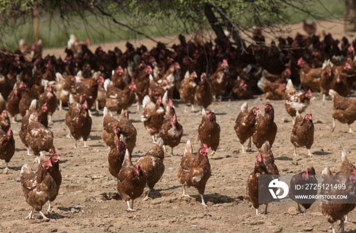 élevage de poules pondeuses en plein air