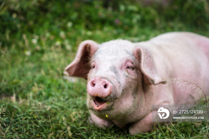 Pig portrait at free range organic pig farm - happy smiling pig with selective focus on pig nose