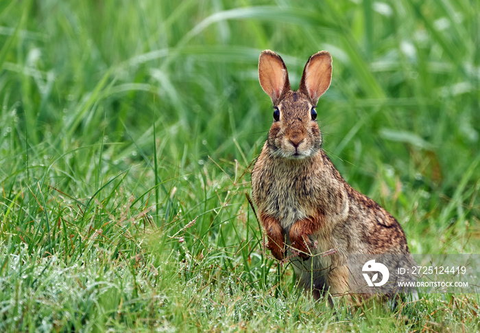 东方棉尾（Sylvilagus floridanus）