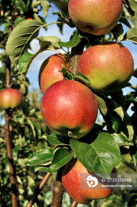 红苹果在苹果树枝上的特写，垂直构图