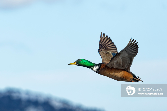 Male mallard duck in flight.