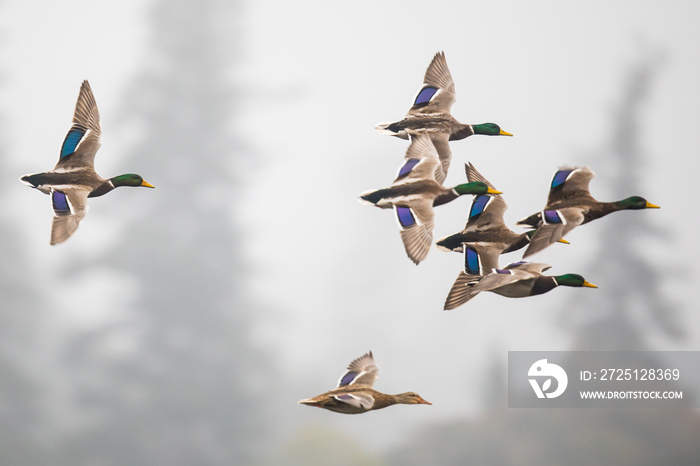 Flock of Mallard Ducks Landing in a Marsh on a Foggy Fall Morning