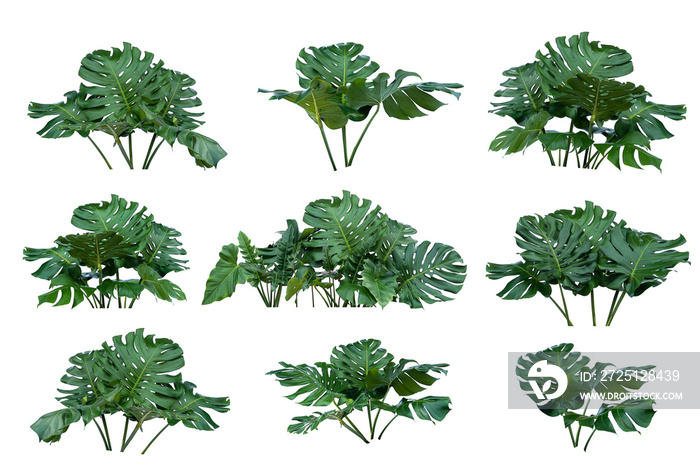 Green leaves of tropical plants bush (Monstera, palm, rubber plant, pine, bird’s nest fern) floral a