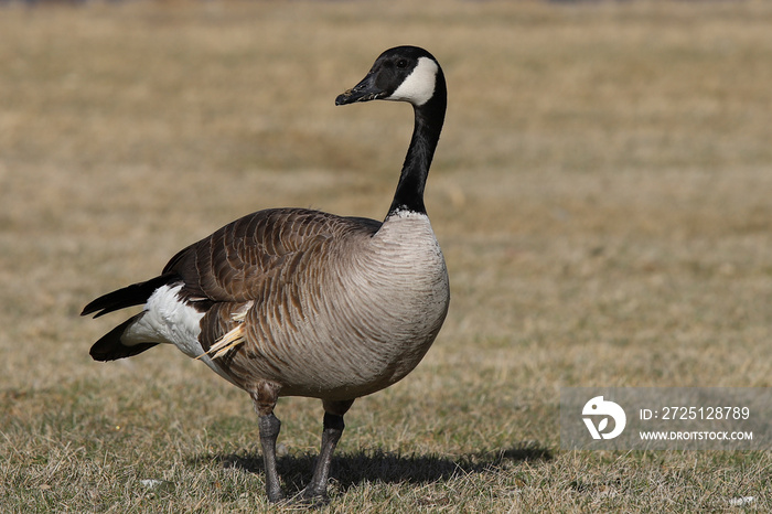 canada goose