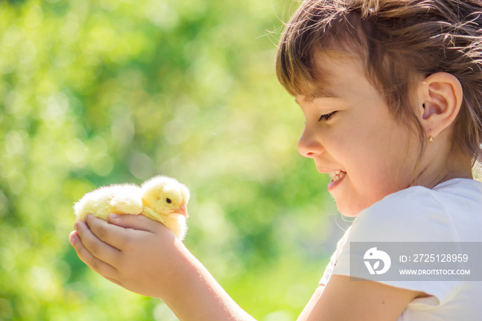 孩子手里拿着一只鸡。女孩和鸟。选择性聚焦。