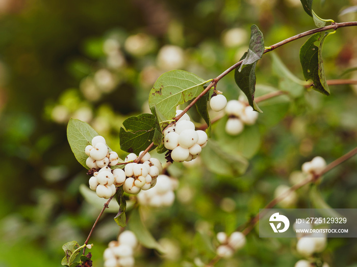 (Symphoricarpus albus) Branche arquée de symphorine garnie de baie blanc nacré