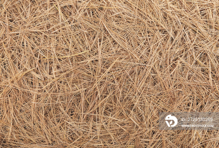 Pine needle straw background. Fall pattern. Autumn texture.