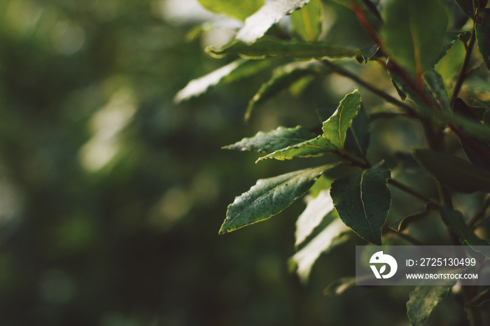 Close up of bay leaves on a bush on a background of greenery. Soft focus on photo and author process