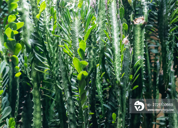 Euphorbia Trigona Plant.