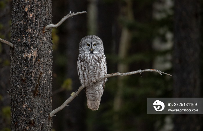 Great Gray Owl