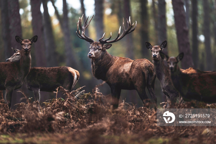 Red deer stag with hinds in autumn forest. North Rhine-Westphalia, Germany