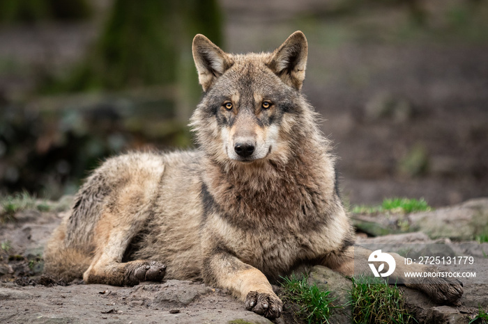 Grey wolf in the forest