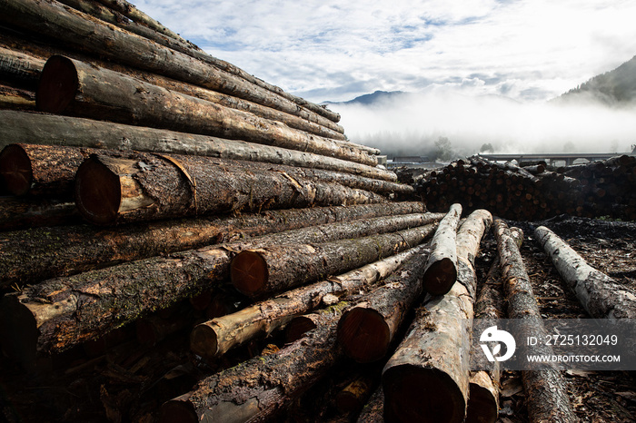 A stack of cut trees lays wet in a pile at a lumber yard after being logged from a forest