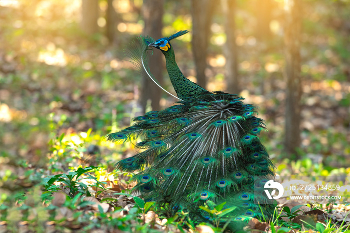 Green peafowl Beautiful bird