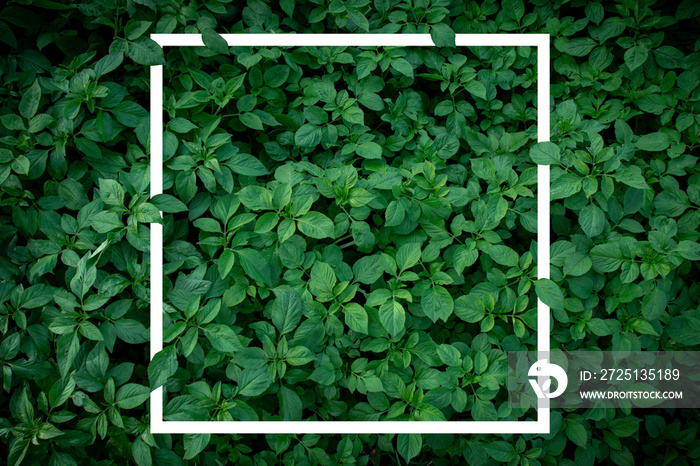 Nature Minimal Concept - Green Leaves Background with White Paper Frame. Flat Lay